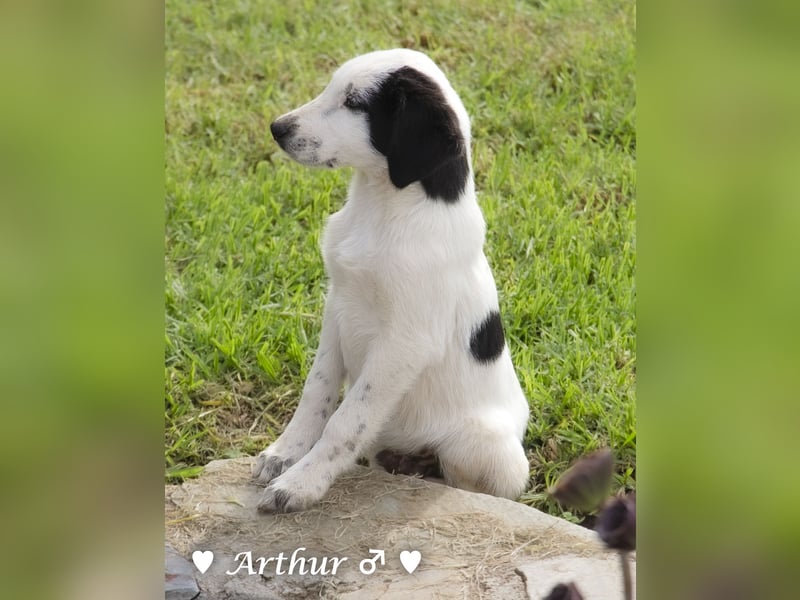 Arthur  und Argos  suchen ab Mitte November ein Zuhause