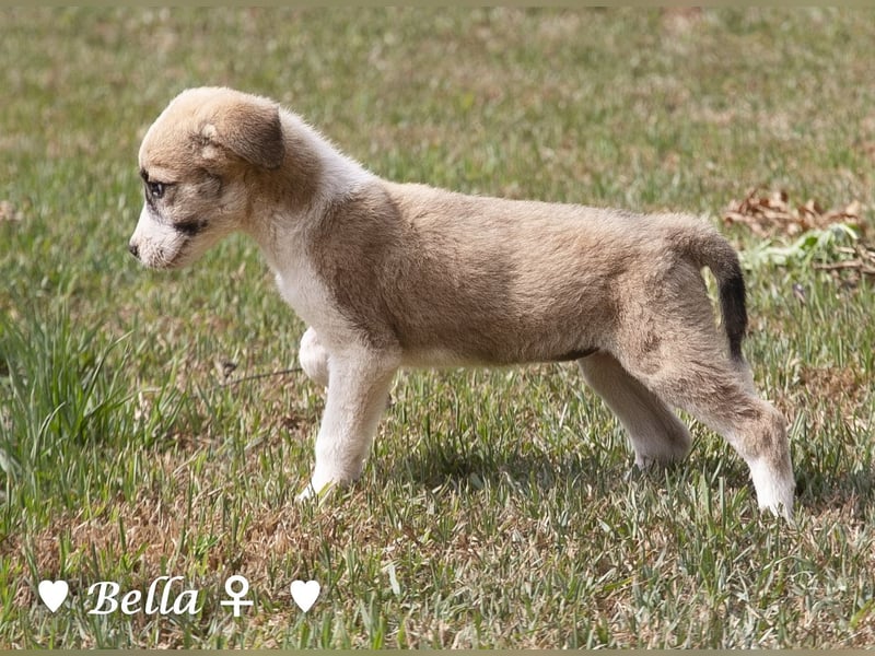 Barney, Bella, Bibi und Bina suchen ab Mitte November ein Zuhause