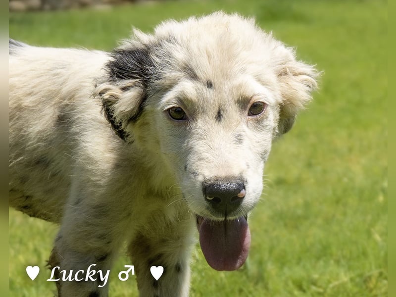 Kelly, Lucky und Brisco suchen ein Zuhause