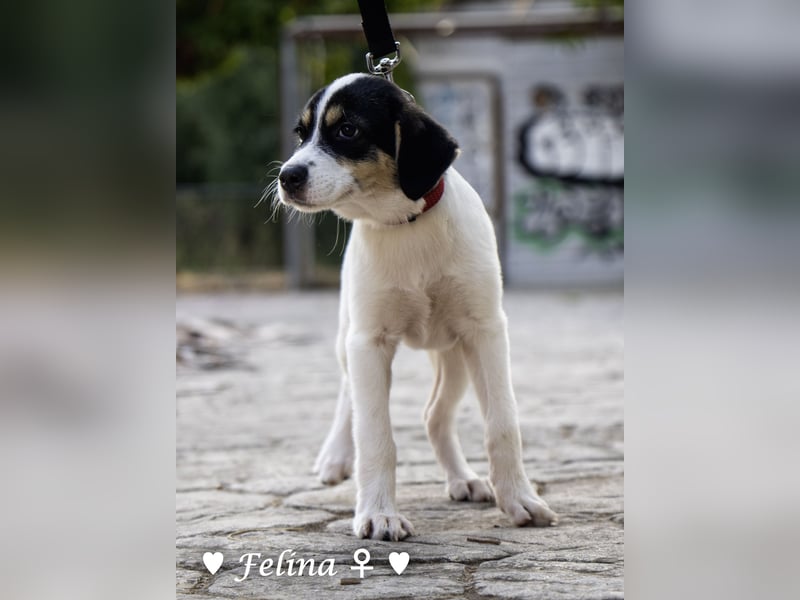 Prince und Felina  suchen ein Zuhause