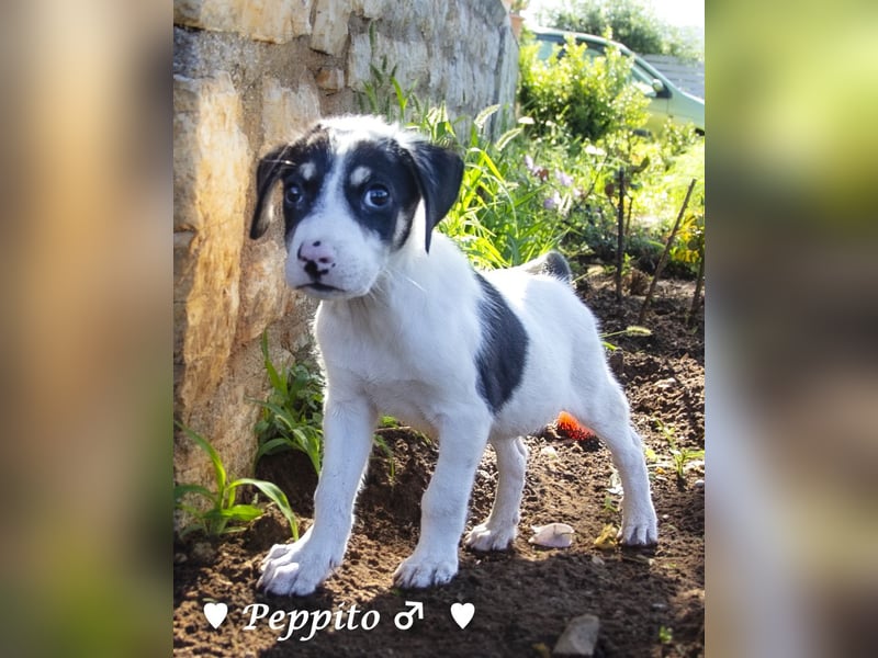 Peppito sucht ein Zuhause