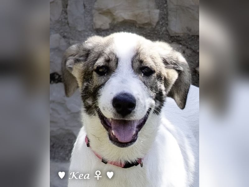 Kea  und Kay auf der Suche nach ihrer Familie