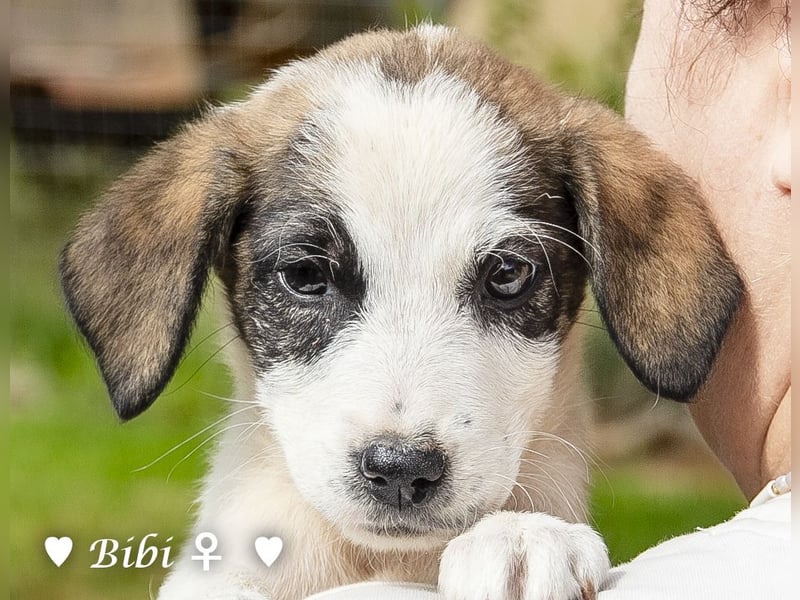 Barney, Bella, Bibi und Bina suchen ab Mitte November ein Zuhause