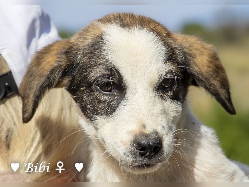 Update: Bibi  sucht ab Mitte November ein Zuhause