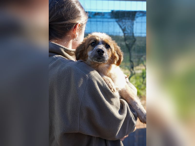 Elias, Evi, Elli und Eros suchen ab Ende März ein Zuhause