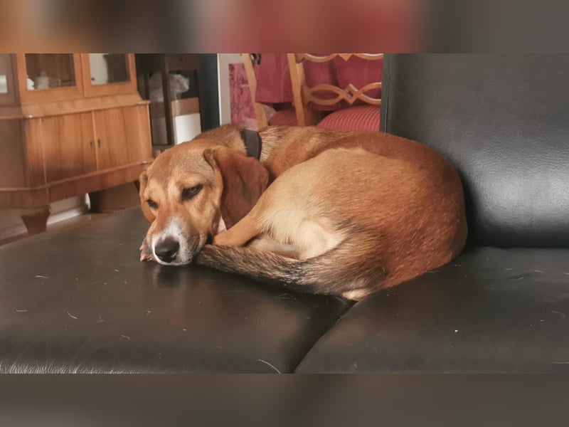 In der Südpfalz zu besuchen: Familienhündin Nellie sucht ihr Zuhause