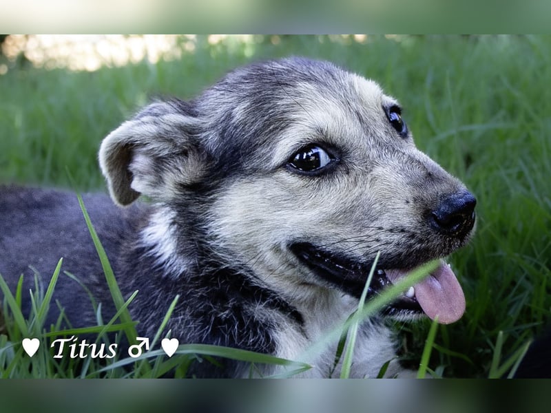 Titus und seine Geschwister suchen ab September ein Zuhause