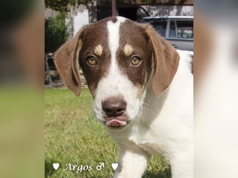 Arthur  und Argos  suchen ab Mitte November ein Zuhause