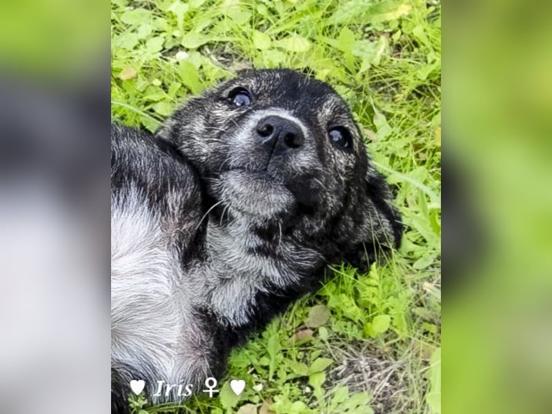 Ira, Iris und Izzy suchen ab Januar ein Zuhause