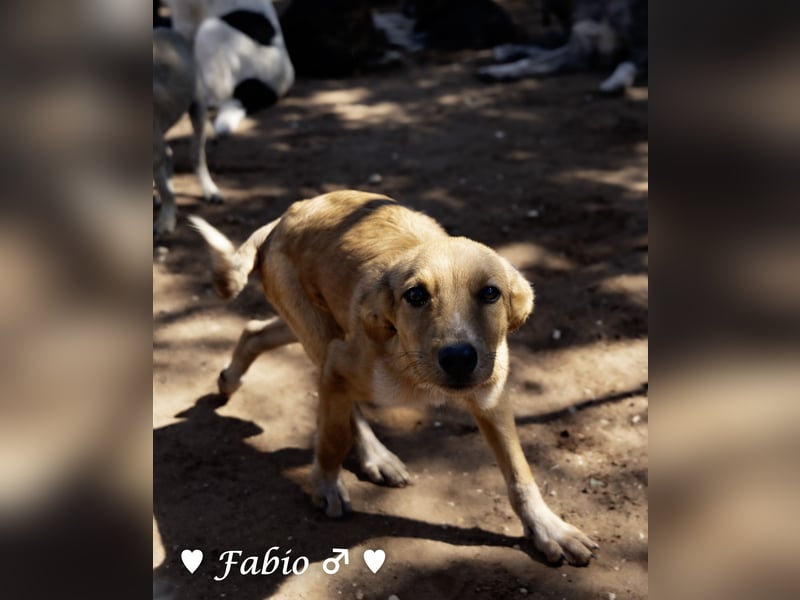 Prince und Felina  suchen ein Zuhause