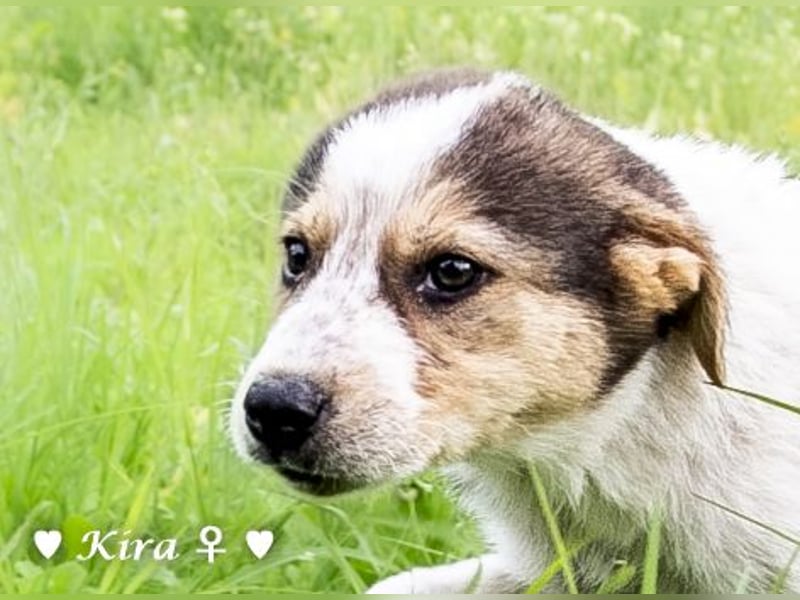Katie, Kira und Kris suchen ein Zuhause