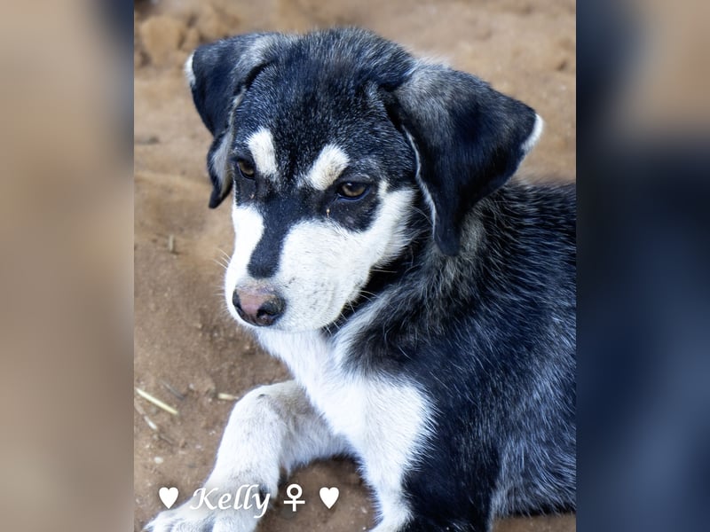 Kelly, Lucky und Brisco suchen ein Zuhause