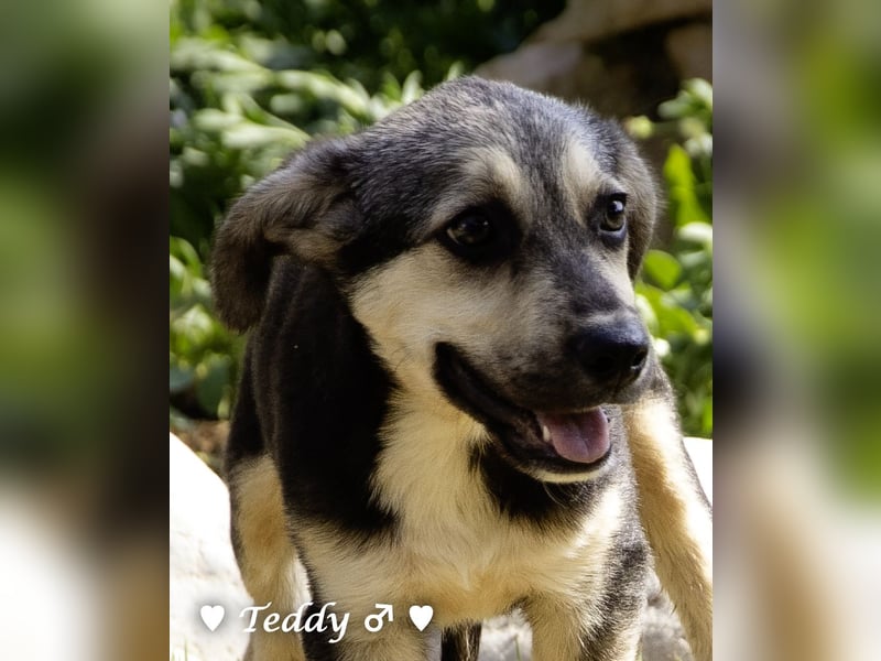 Titus und seine Geschwister suchen ab September ein Zuhause