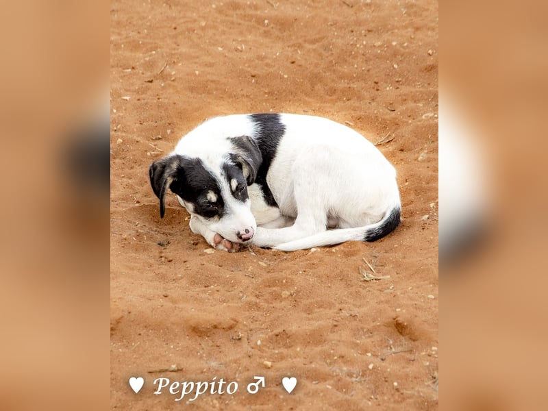 Update: Peppito  sucht ein Zuhause