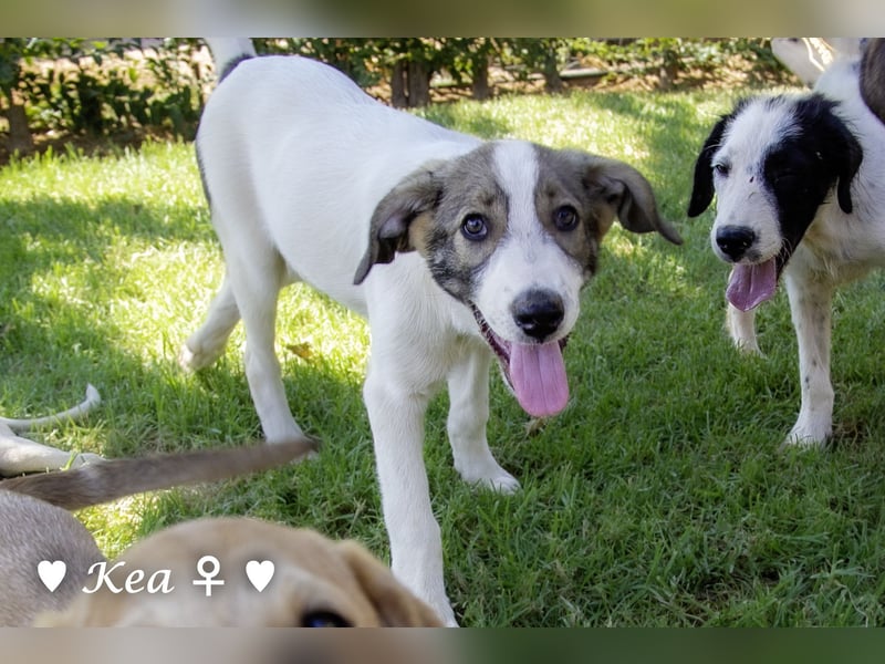 Kea  und Kay auf der Suche nach ihrer Familie