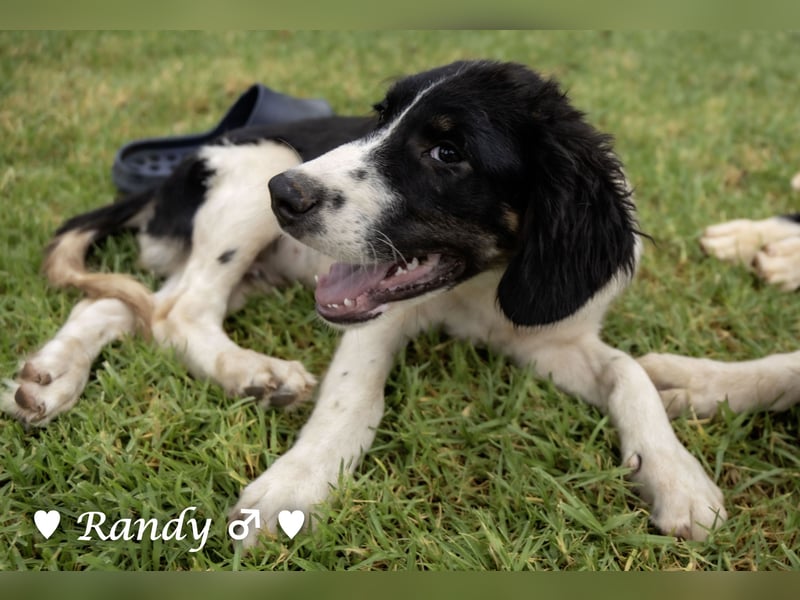 Ramon, Ralf, Randy, Ray und Raischa suchen ein Zuhause