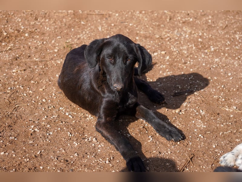 Doros, Dinos, Deri und Dex  suchen ein Zuhause