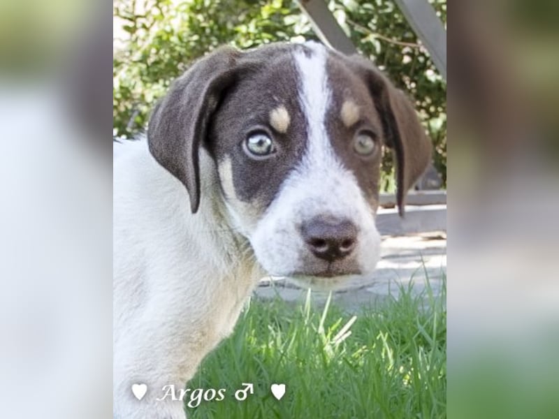 Arthur  und Argos  suchen ab Mitte November ein Zuhause