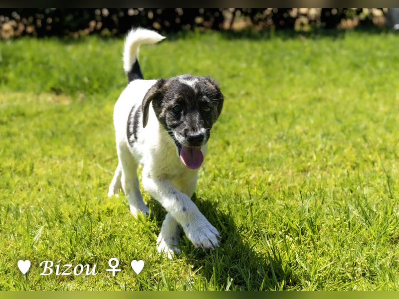 Bacardi, Biala, Babette und Bizou suchen ab August ihr Zuhause