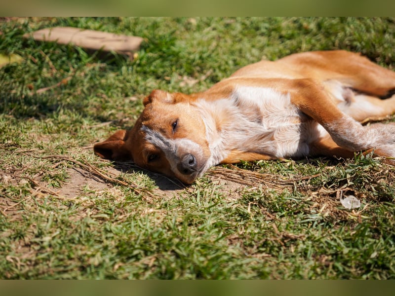 Elias und Elton  suchen  ein Zuhause