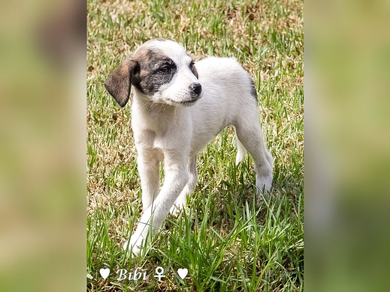 Update: Bibi  sucht ab Mitte November ein Zuhause