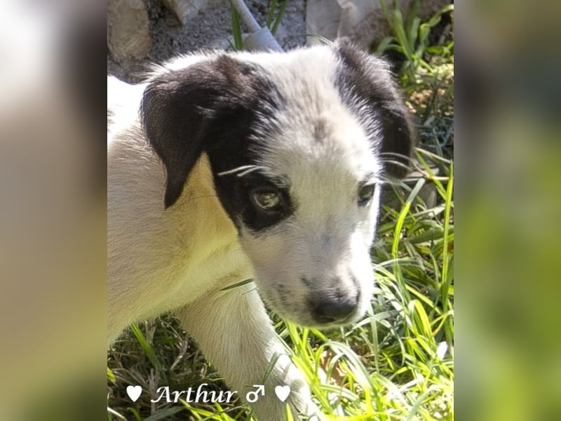 Arthur  und Argos  suchen ab Mitte November ein Zuhause