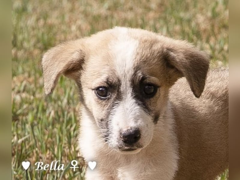 Barney, Bella, Bibi und Bina suchen ab Mitte November ein Zuhause
