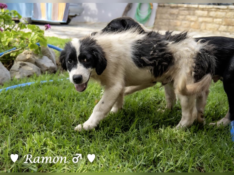 Ramon, Ralf, Randy, Ray und Raischa suchen ein Zuhause