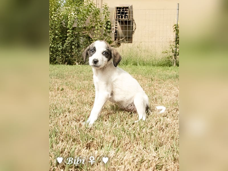 Update: Bibi  sucht ab Mitte November ein Zuhause