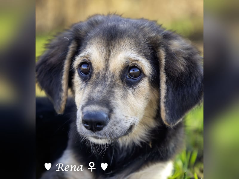 Welpe Randie und ihre Geschwister suchen ein Zuhause
