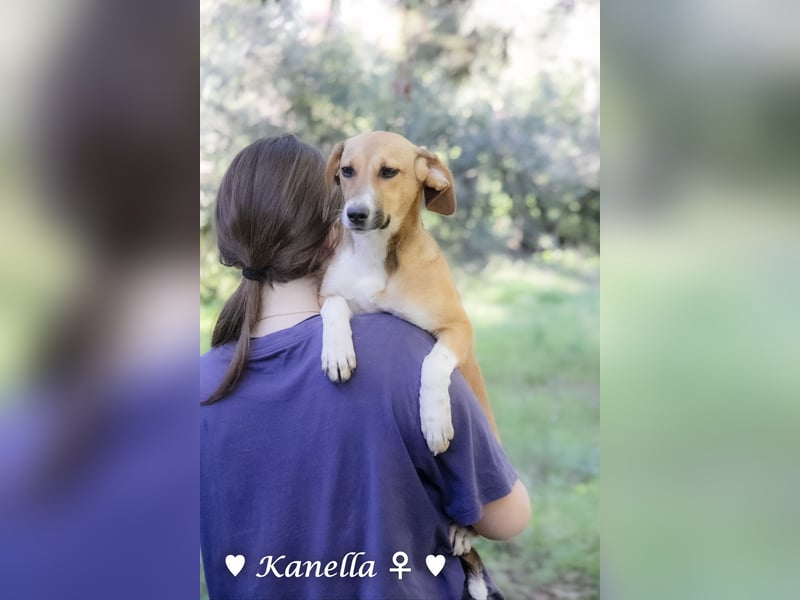 Kanella  sucht ein  Zuhause