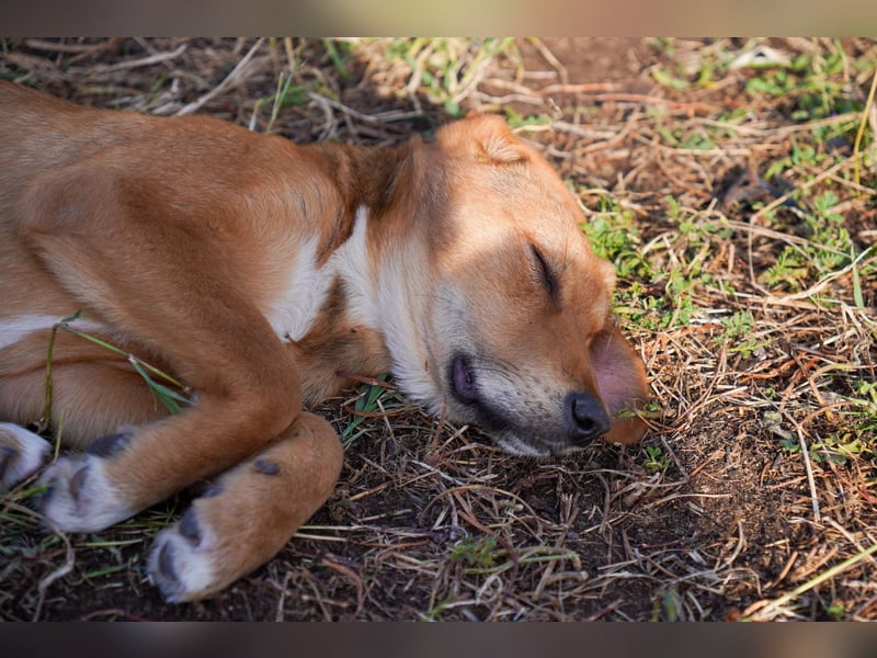 Elias und Elton  suchen  ein Zuhause