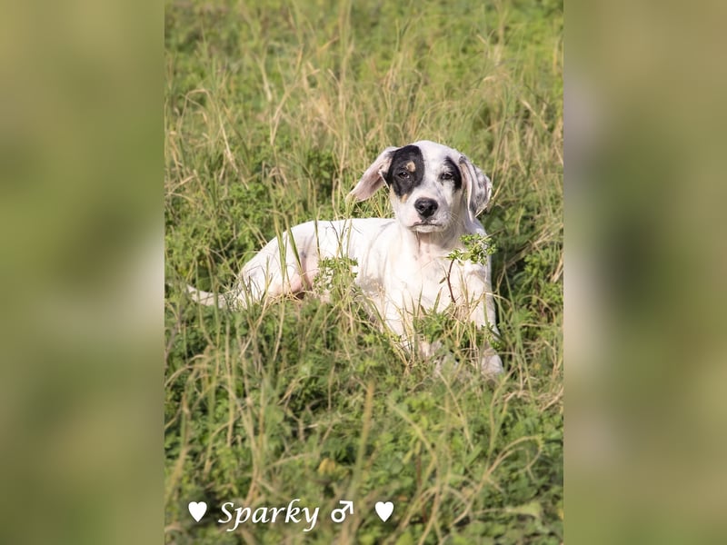 Sparky  sucht ein Zuhause