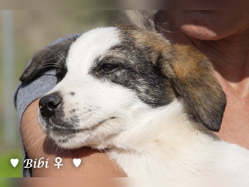 Update: Bibi  sucht ab Mitte November ein Zuhause