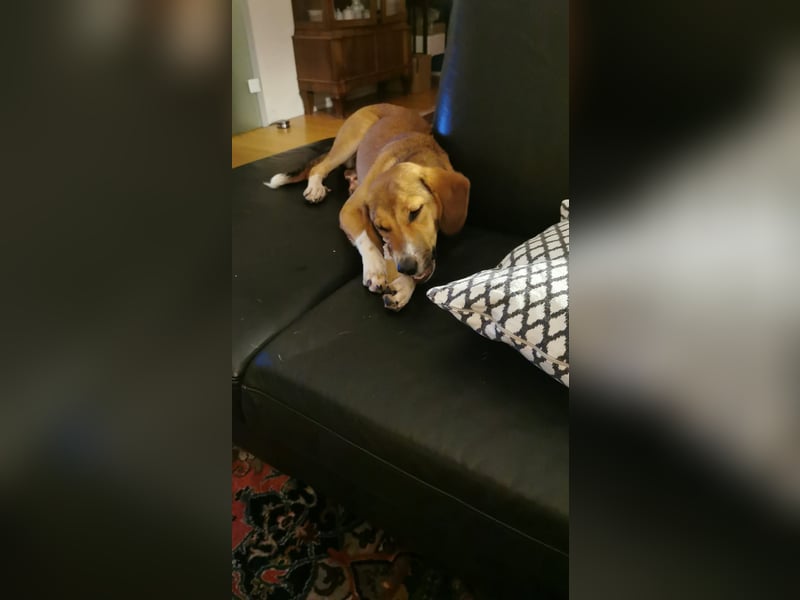 In der Südpfalz zu besuchen: Familienhündin Nellie sucht ihr Zuhause