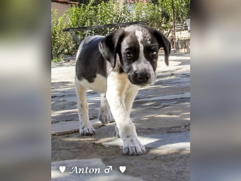 Arthur  und Argos  suchen ab Mitte November ein Zuhause