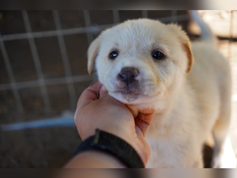 Unsere süßen Schneeflocken suchen ein Zuhause
