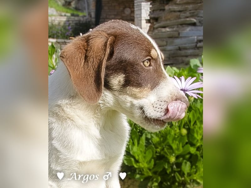 Arthur  und Argos  suchen ab Mitte November ein Zuhause