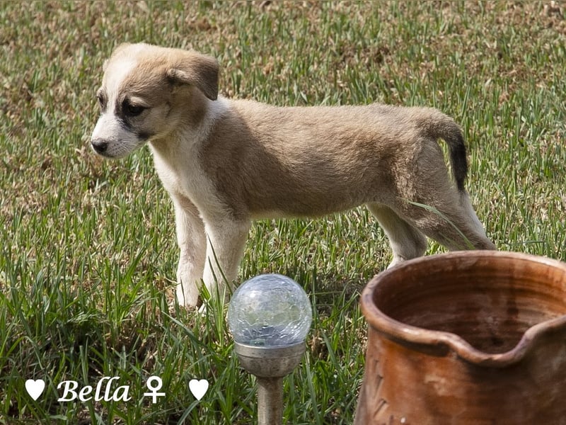 Barney, Bella, Bibi und Bina suchen ab Mitte November ein Zuhause