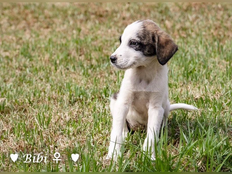 Update: Bibi  sucht ab Mitte November ein Zuhause