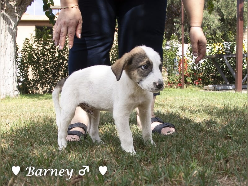 Barney, Bella, Bibi und Bina suchen ab Mitte November ein Zuhause