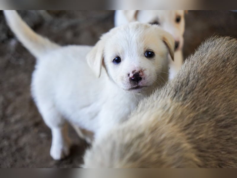 Unsere süßen Schneeflocken suchen ein Zuhause