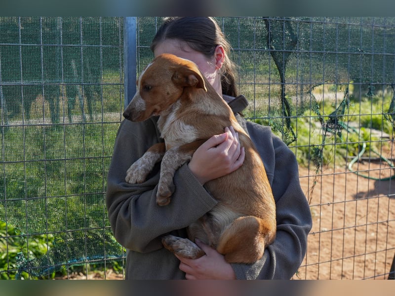 Elias, Evi, Elli und Eros suchen ab Ende März ein Zuhause