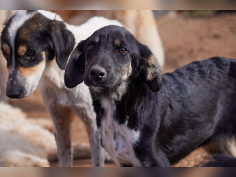 Doros, Dinos, Deri und Dex  suchen ein Zuhause