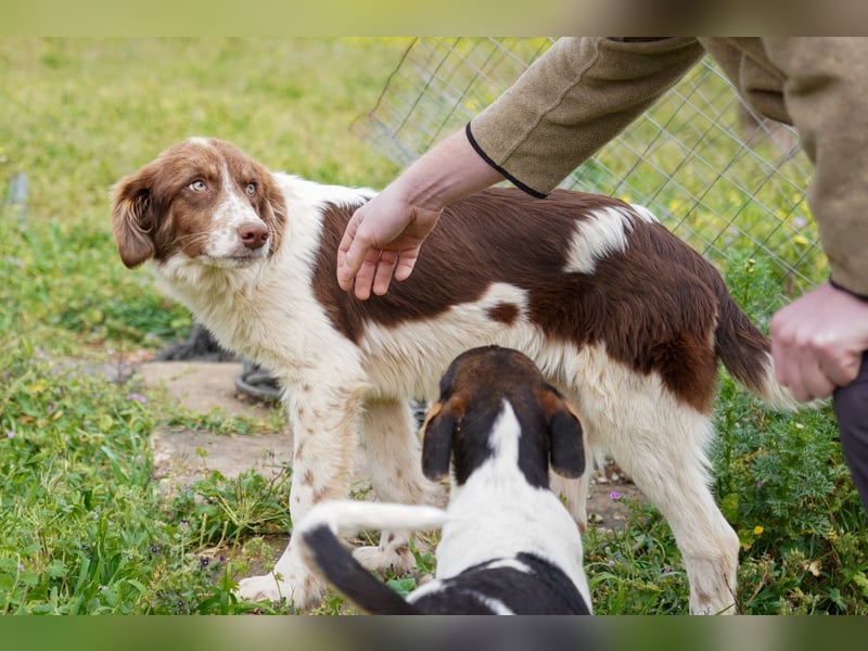 Darios sucht ein Zuhause