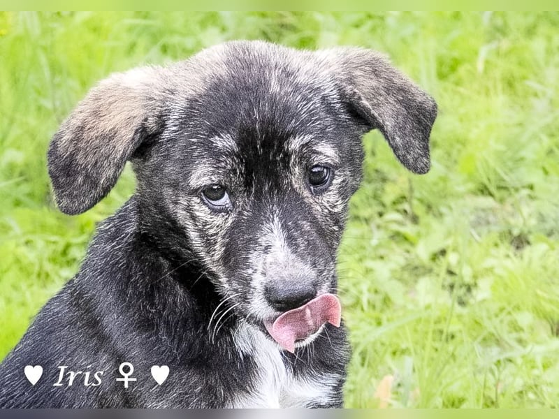 Ira, Iris und Izzy suchen ab Januar ein Zuhause