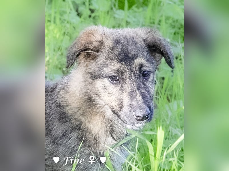 Felicita, Felix, Flori, Fanny, Frida und Fine suchen ab Ende Dezember ein Zuhause