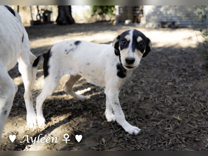Ayleen und Layla suchen ein Zuhause