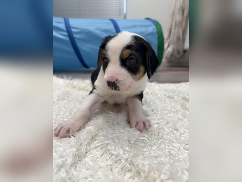 Im Westerwald zu besuchen: Zehn kleine Leben suchen ihr Für-immer-Zuhause