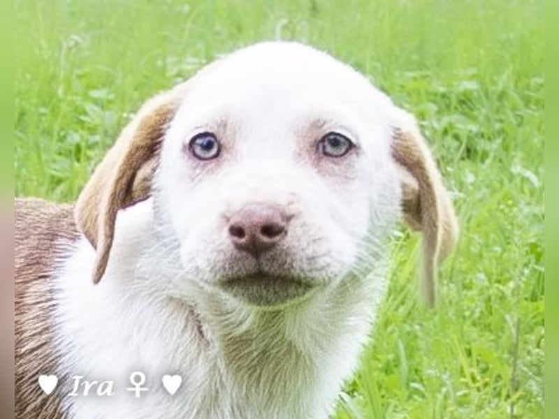 Ira, Iris und Izzy suchen ab Januar ein Zuhause